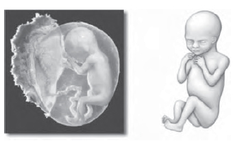 embrio usia 16 minggu