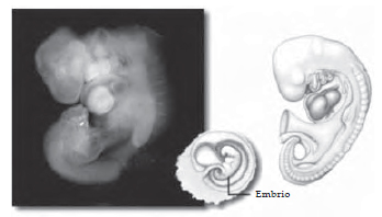 embrio usia 4 minggu