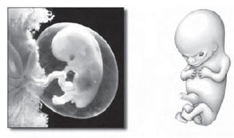embrio usia 8 minggu