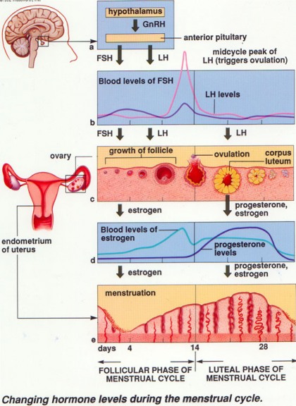 Perubahan Hormon Saat Menstruasi
