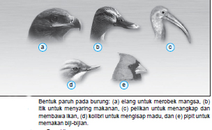Variasi Bentuk Paruh Burung